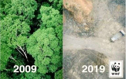 Deforestation over time